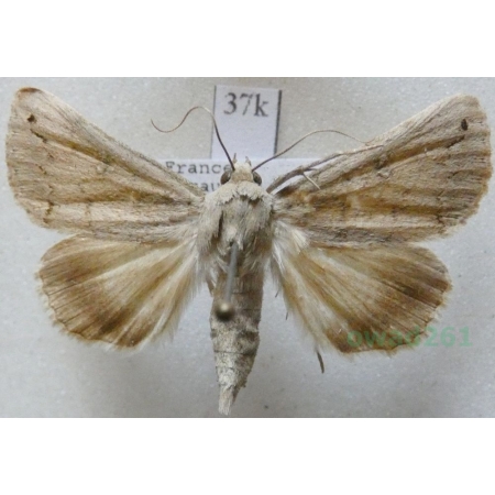 Clytie illunaris (Hübner, 1813) France37k